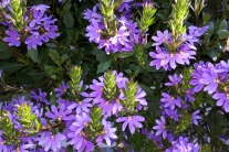 Scaevola Blue