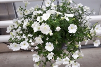 Hanging Basket L witte mix