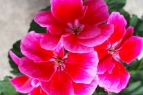 Geranium Tammo