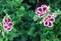 Franse Geranium Imperial