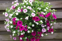 Hanging Basket XL