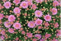 Bolchrysant Rose