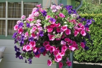 Hanging Basket mix 30 cm