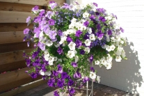 Hanging Basket mix 30 cm