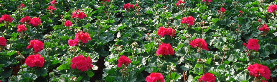 Geraniums veld